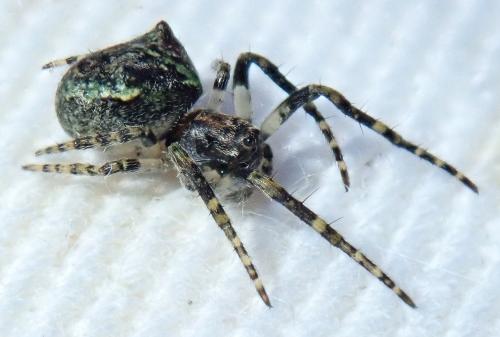 Réf. 271 054 : Gibbaranea gibbosa