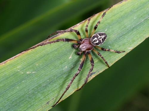 Réf. 271 177 : Larinioides cornutus