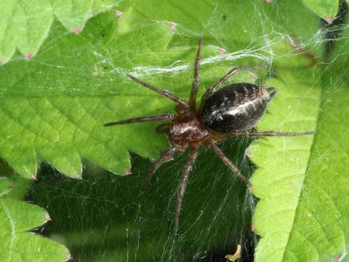 Agelena labyrinthica