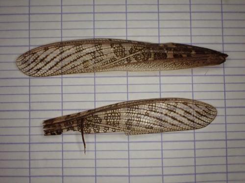 Réf. 271 402 : Locusta migratoria