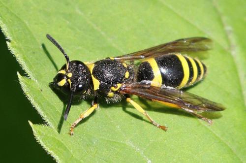 Réf. 271 061 : Ancistrocerus sp.