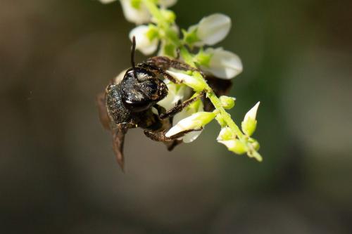 Andrena (afrensis-agilissima-asperrima)