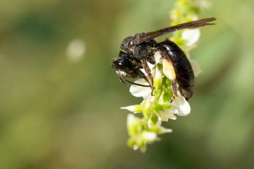 Andrena (afrensis-agilissima-asperrima)