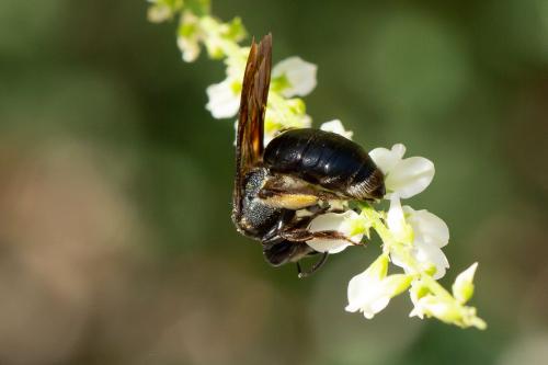 Andrena (afrensis-agilissima-asperrima)
