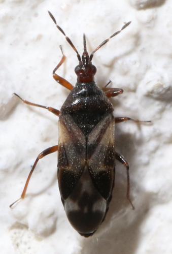 Réf. 271 343 : Anthocoris nemoralis