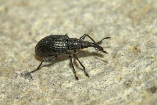 Aspidapion sp.