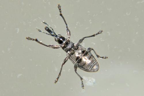 Aspidapion sp.