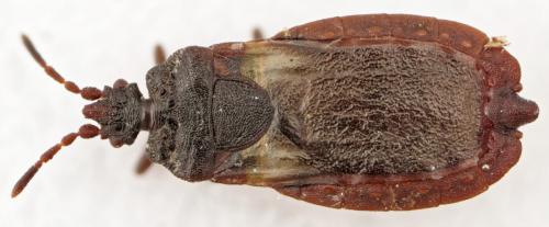 Aneurus avenius