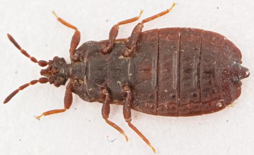 Aneurus avenius
