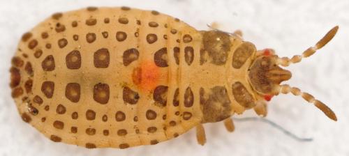 Aneurus avenius