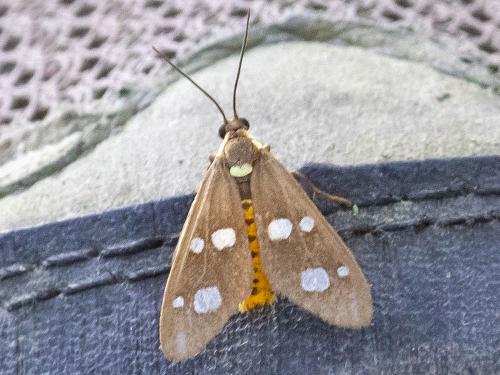 Dysauxes famula