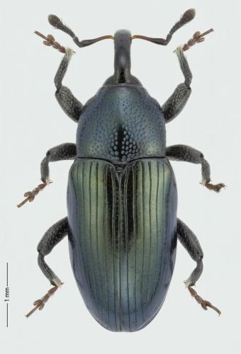 Aulacobaris coerulescens