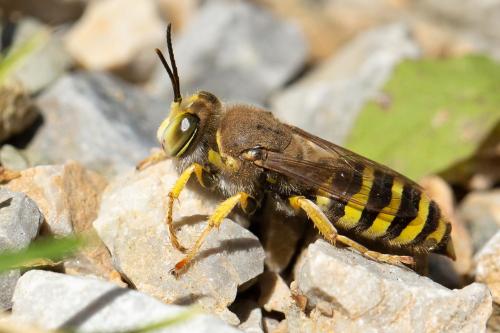 Réf. 271 687 : Bembix tarsata