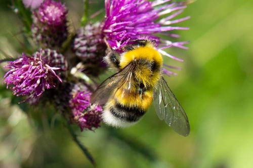 Bombus sp.