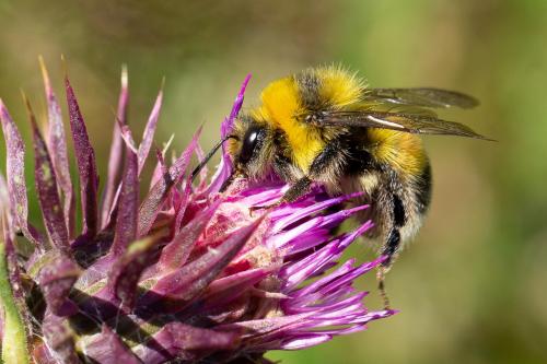 Réf. 271 287 : Bombus sp.