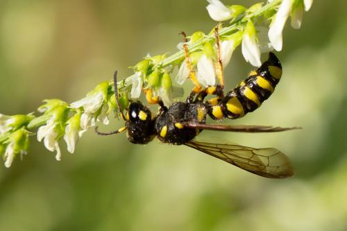 Cerceris arenaria
