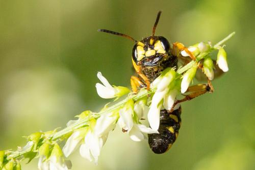 Cerceris arenaria