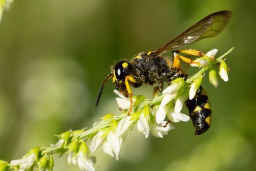 Cerceris arenaria
