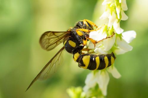 Réf. 271 355 : Cerceris arenaria