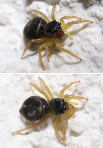 Heliophanus flavipes