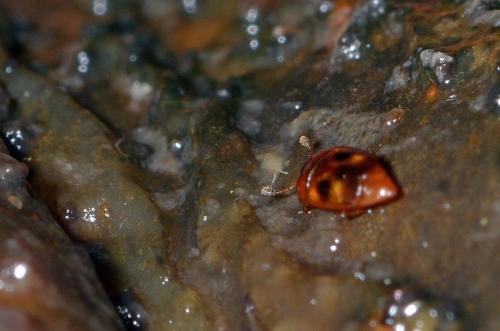 Réf. 271 758 : Epuraea sp.