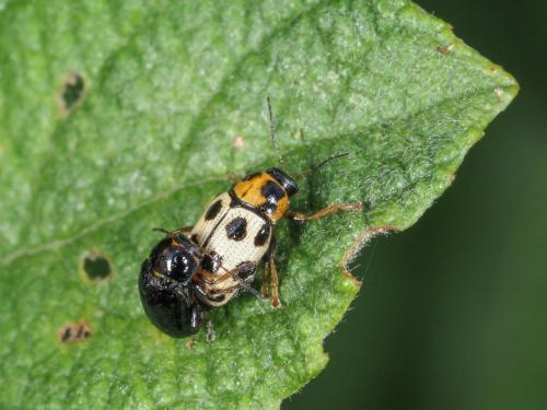 Réf. 271 698 : Cryptocephalus decemmaculatus