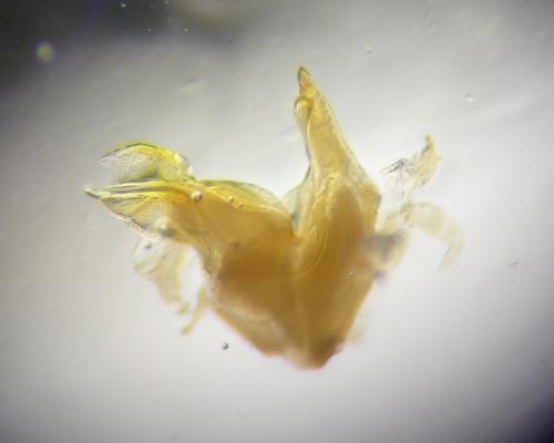 Cylindroiulus chalandei
