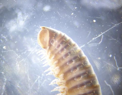 Réf. 271 741 : Cylindroiulus chalandei