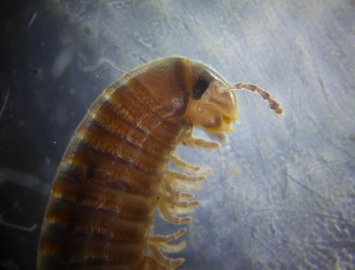 Réf. 271 740 : Cylindroiulus chalandei