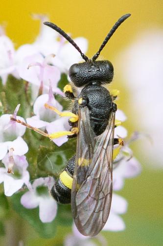 Cerceris rybyensis