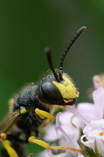 Réf. 271 408 : Cerceris rybyensis