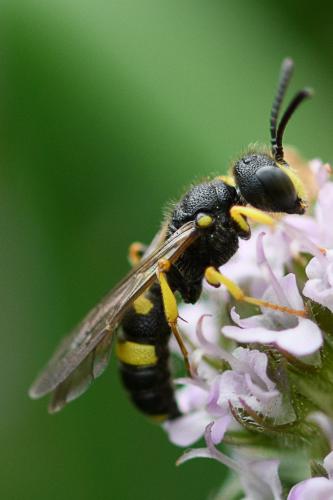 Cerceris rybyensis