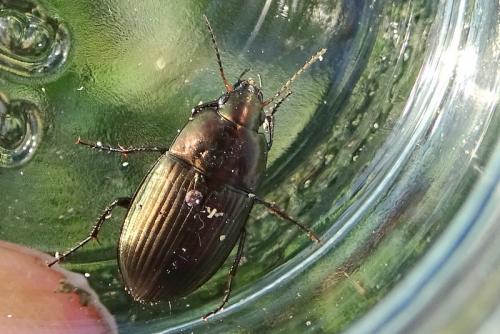 Amara eurynota