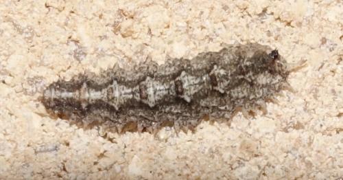 Réf. 271 082 : Dasysyrphus sp.