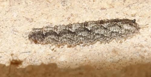 Réf. 271 083 : Dasysyrphus sp.