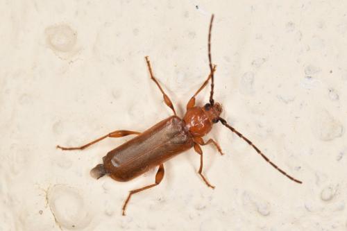 Phymatodes testaceus