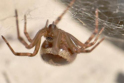 Réf. 271 533 : Steatoda nobilis