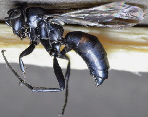 Entomobora crassitarsis