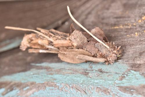 Réf. 271 373 : Canephora hirsuta