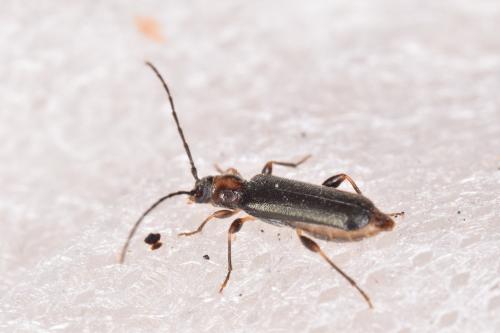 Poecilium lividum