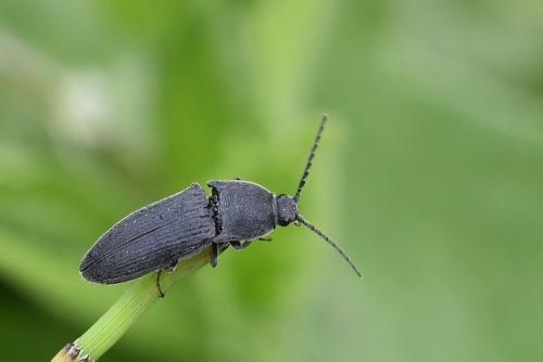 Melanotus punctolineatus