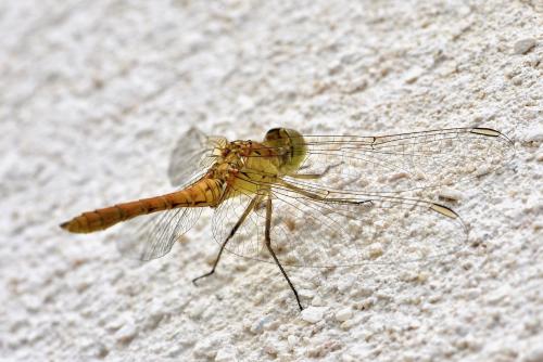 Sympetrum meridionale