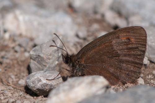 Erebia meolans