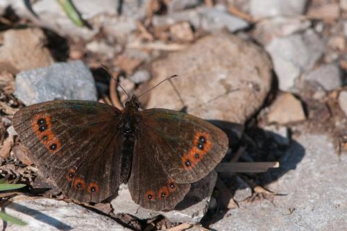 Erebia meolans