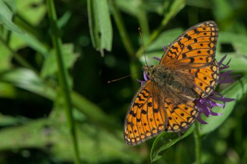 Argynnis niobe