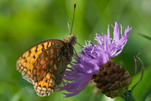Réf. 271 377 : Argynnis niobe