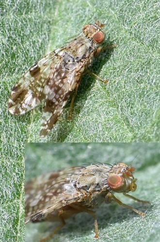 Tephritis vespertina