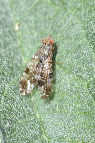 Tephritis vespertina