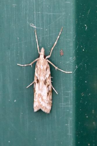 Réf. 271 680 : Eudonia angustea