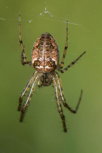 Metellina mengei